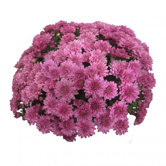 Хризантема саджанець Світанок надрання (цвітіння в серпні) ніжно-рожева