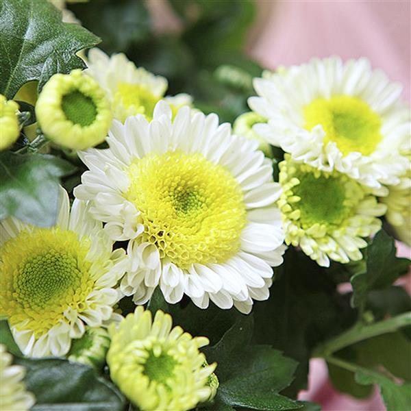 Хризантема черенок Picnic (бело-зеленая)