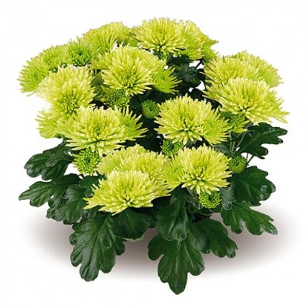 Хризантема саджанець Mount Verde (зелена)