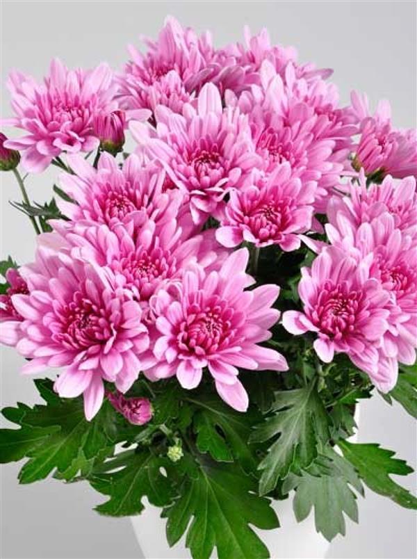 Хризантема саджанець Dynamic (рожева)
