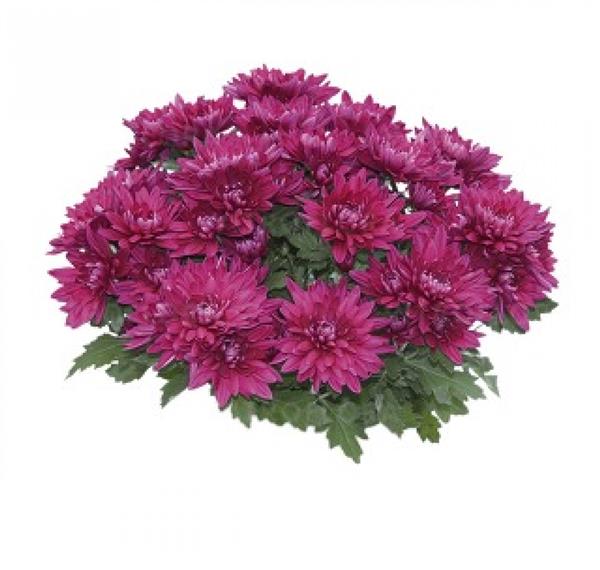 Хризантема черенок Warsaw (темно-розовая)