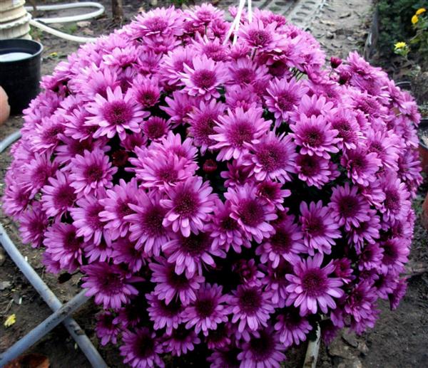 Хризантема черенок Suzanna (озовая)