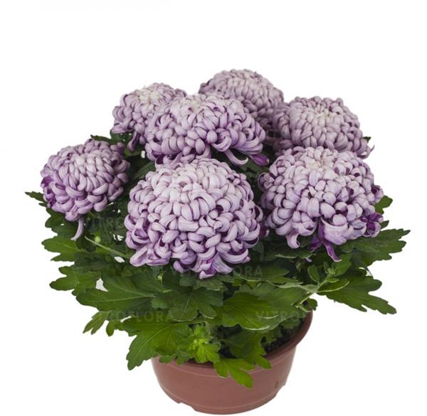 Хризантема черенок Cosmo Purple (фиолетовый)