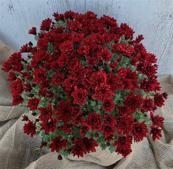 Хризантема черенок Tiamo крассная