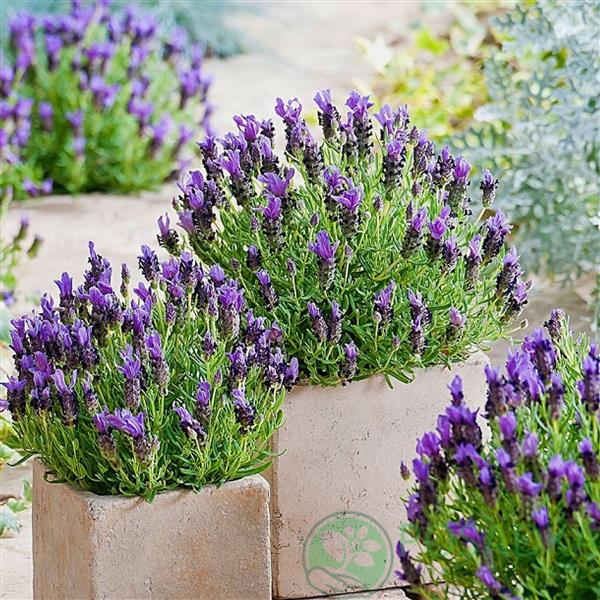 Лаванда Platinum Nico (темно-фиолетовая) рассада