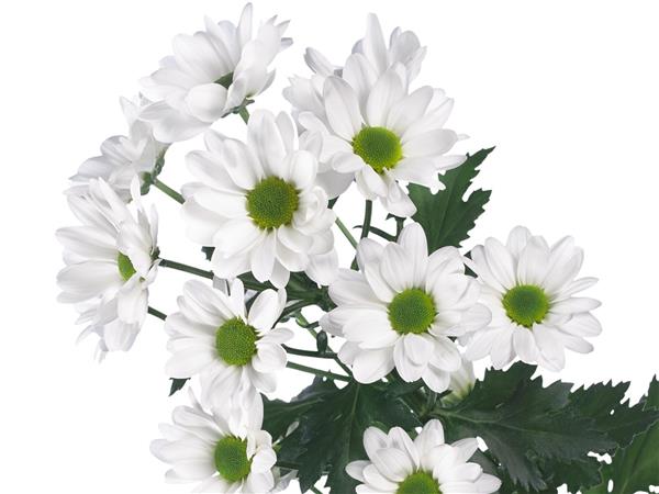 Хризантема черенок Chic white (белая)