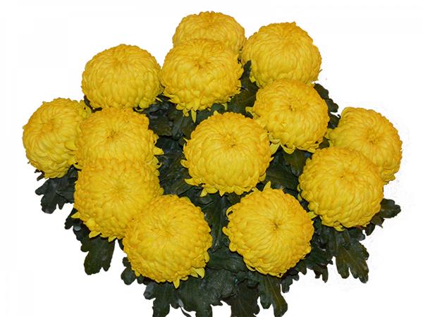 Хризантема саджанець Belatia (жовта)