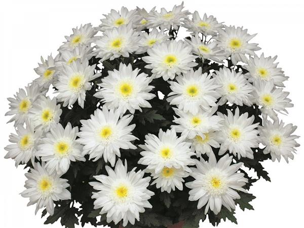 Хризантема черенок Halifax Time (белая)