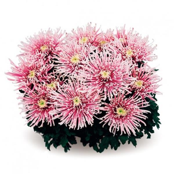 Хризантема саджанець Chusan (рожева)