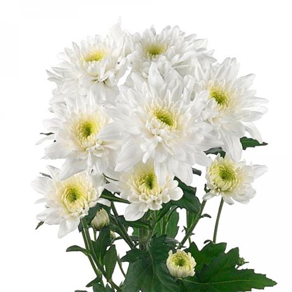 Хризантема черенок Arctic Queen (белый)