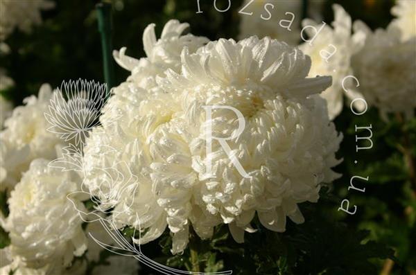 Хризантема черенок Reflex (белая)