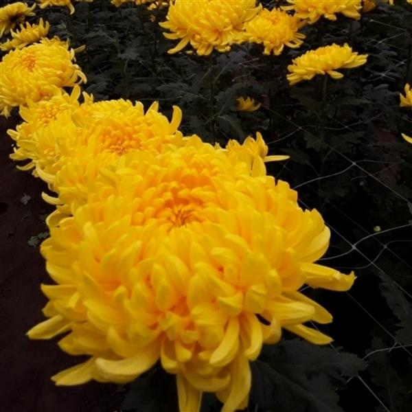 Хризантема черенок Residence (желтая)