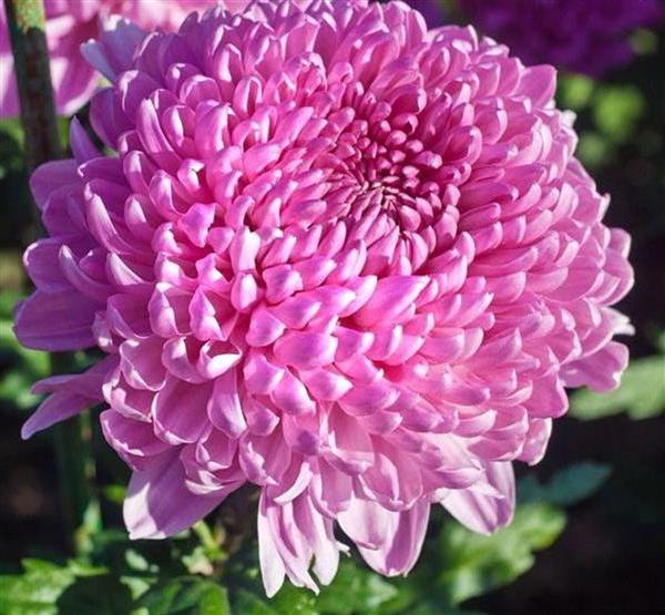 Хризантема черенок Mila (розовая)