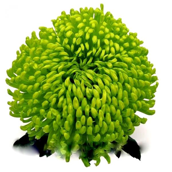 Хризантема черенок Quartz (зеленая)