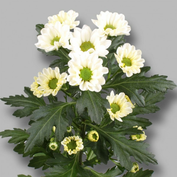 Хризантема черенок Rossi White (белый)