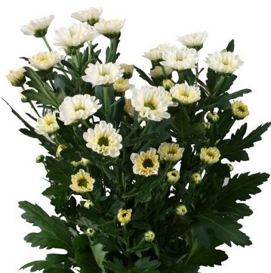 Хризантема черенок Rossi White (белый)
