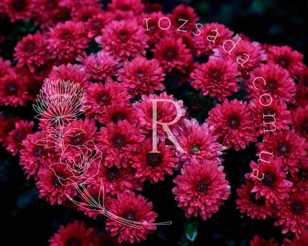 Хризантема саджанець Camina (червона)