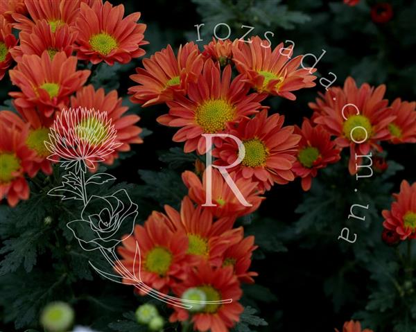 Хризантема черенок Rossi Orange (оранжевая)