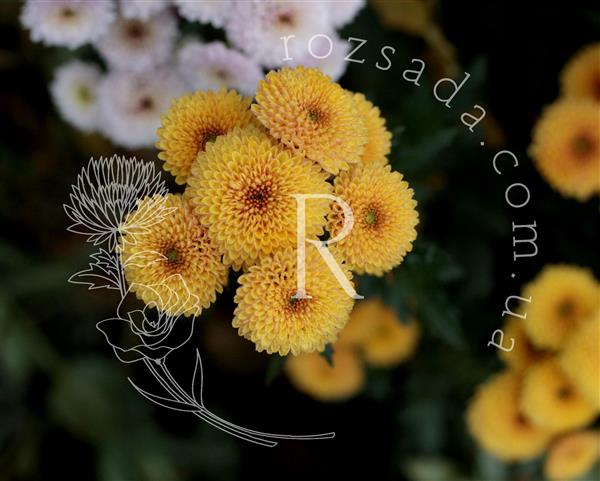 Хризантема черенок Skalio (желтая)