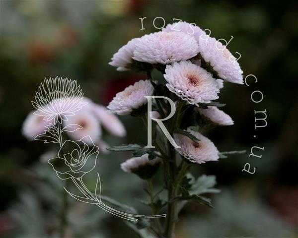 Хризантема саджанець Skalio (біло-рожева)