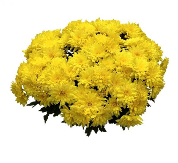 Хризантема саджанець Zizicho (жовта)