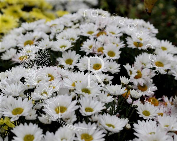 Хризантема саджанець Shine (біла)