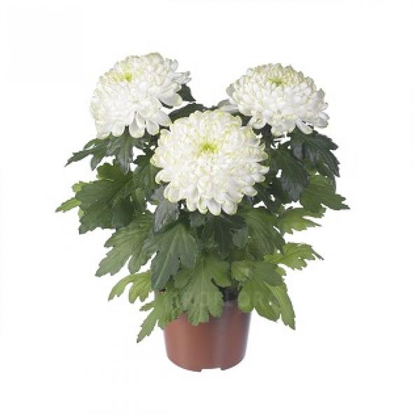 Хризантема саджанець Cosmo (кремовий)