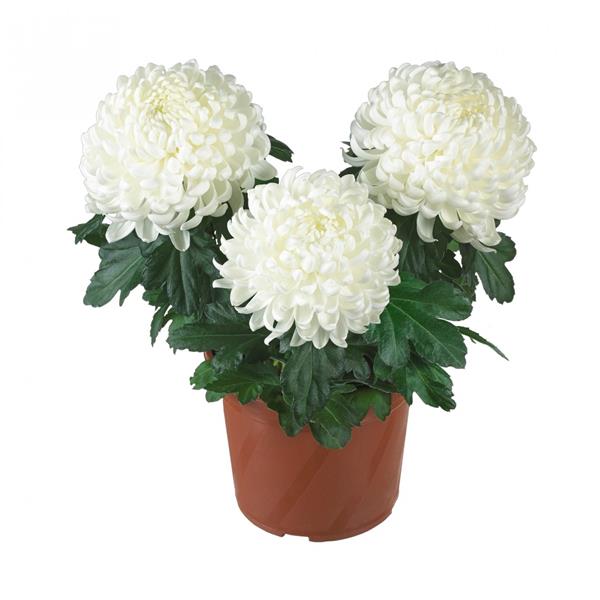 Хризантема саджанець Cosmo White (біла)