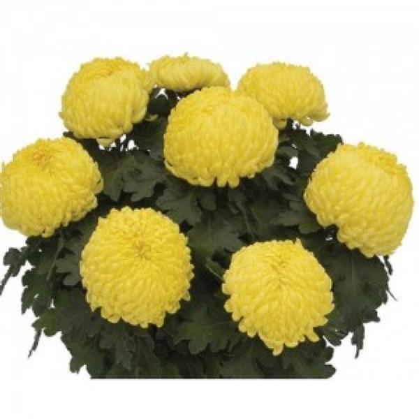Хризантема саджанець Royals (жовта)