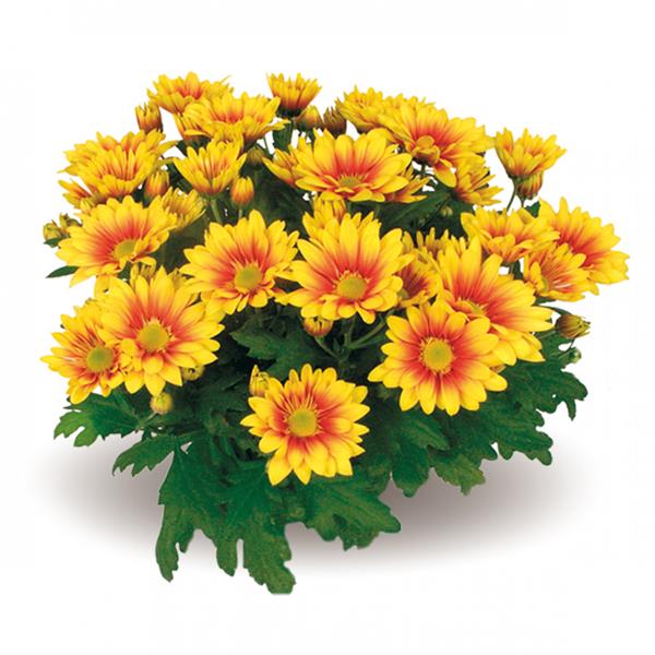 Хризантема черенок Radiant Time (желтый)