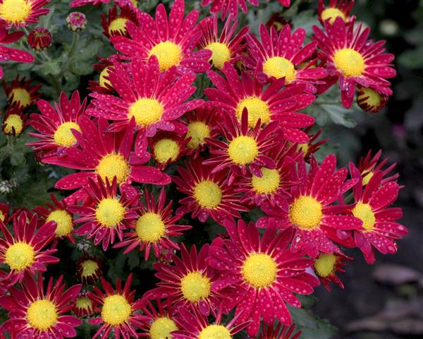 Хризанетма саджанець Verano (червоно-жовта)