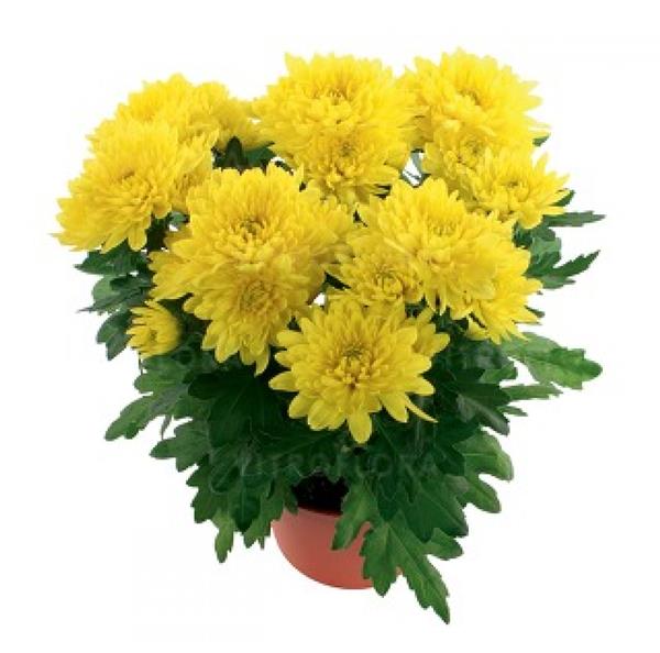 Хризантема саджанець Kowington (жовта)