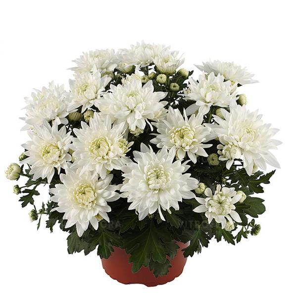 Хризантема саджанець Amour