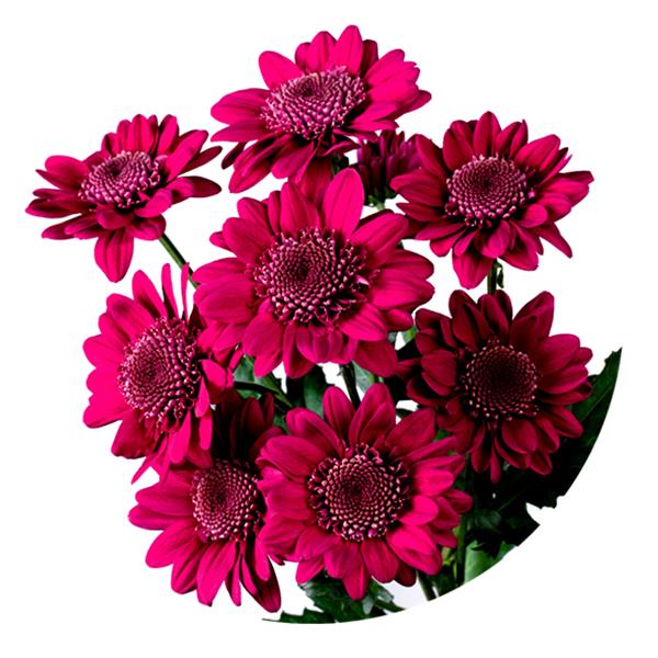 Хризантема саженец Robijn Dark (темно-красный)