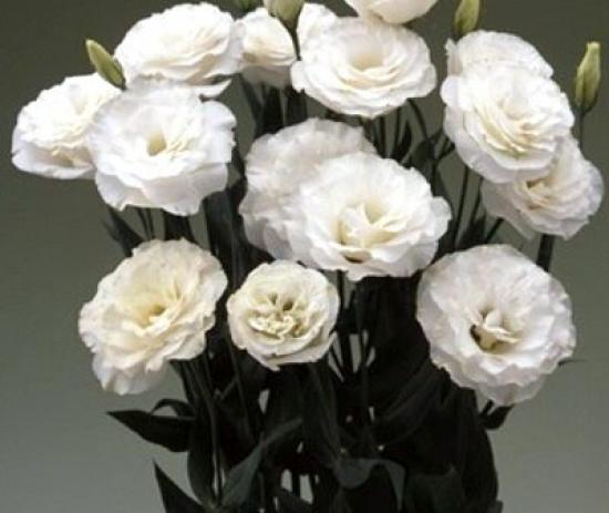 Эустома черенок  Arena 2 Kilimanjaro (белая)