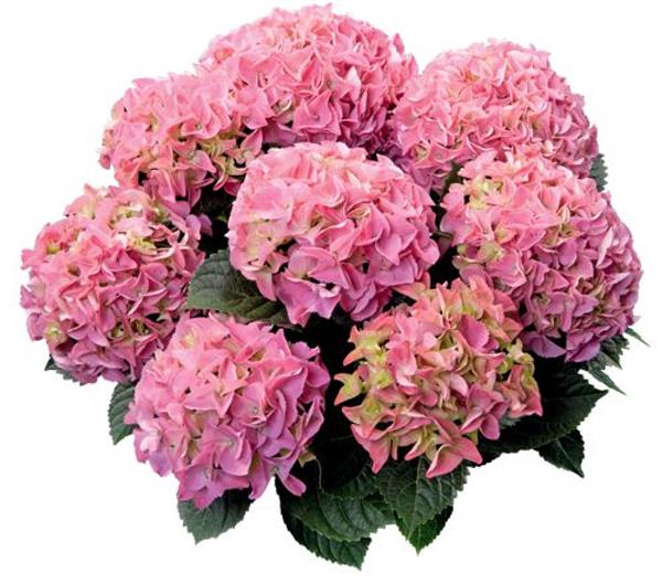 Гортензія крупнолиста Early Pink (рожева), 1-х річна розсада