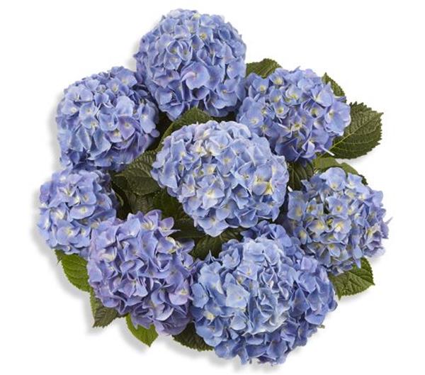 Гортензія крупнолиста Marine (синя), 1-х річна розсада