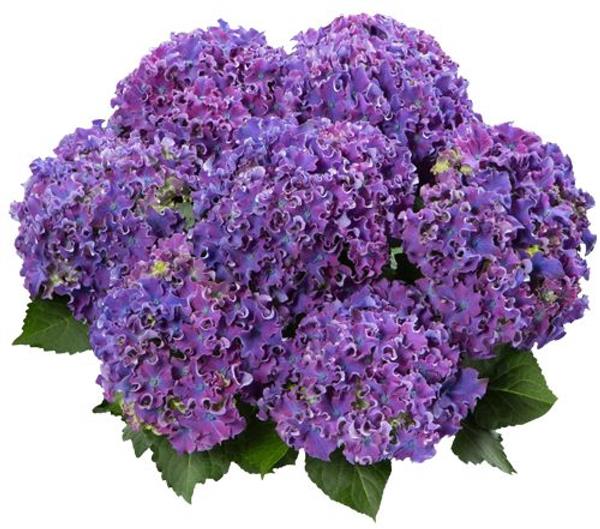 Гортензія крупнолиста Curly Sparkle Blue Purple (фіолетова), 1-х річна розсада