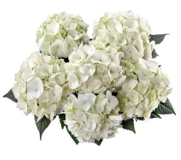 Гортензия крупнолистная Vanilla Sky (белая), 1-х летняя рассада