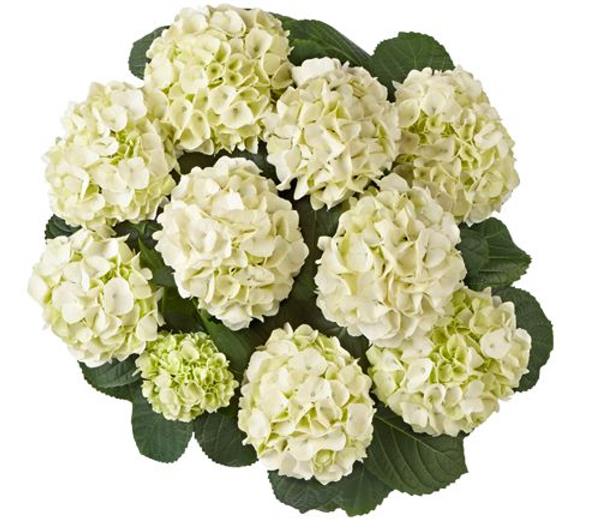 Гортензія крупнолиста Saxon Kleiner Winterberg (біла), 1-х річна розсада