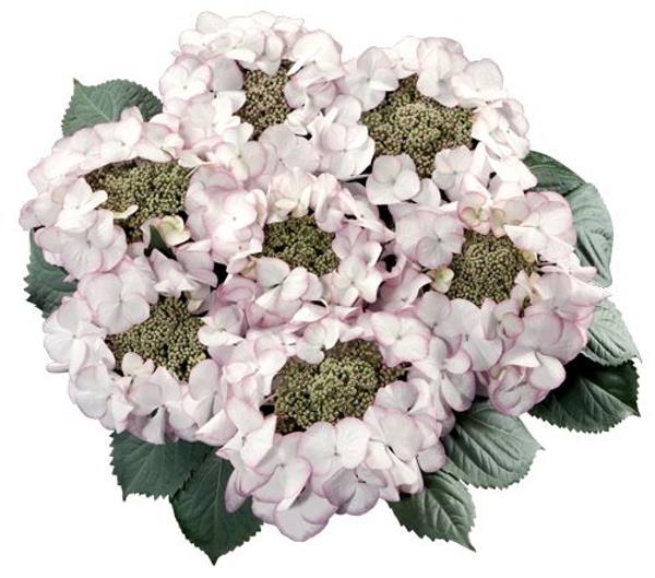 Гортензія крупнолиста Charm (біло-рожева), 1-х річна розсада