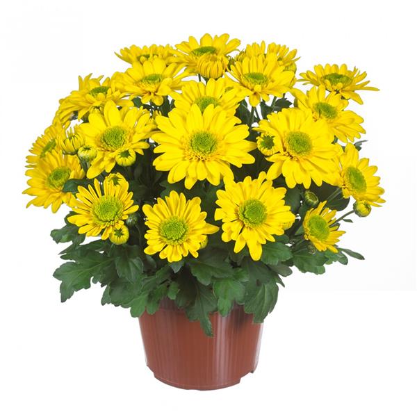 Хризантема Splash Happiness (жовтий), саджанець