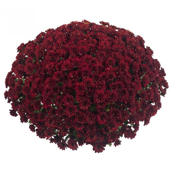 Хризантема саджанець Meridian Power Red