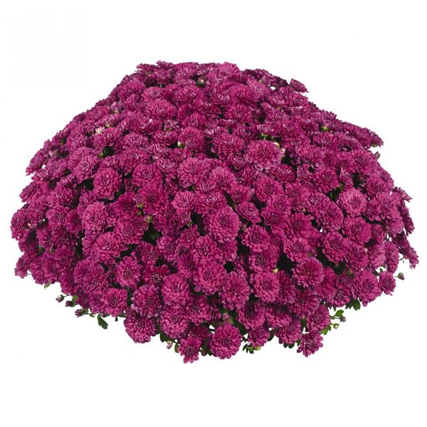 Хризантема черенок Meridian Cherry Purple раняя фиолет