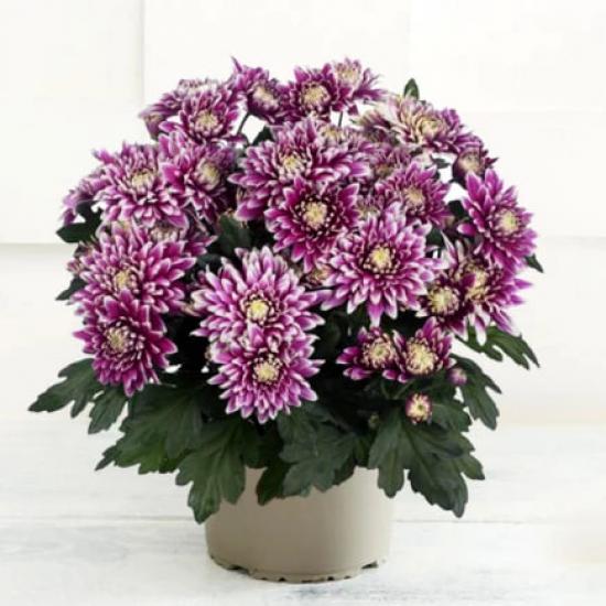 Хризантема черенок Chrystal Surprise