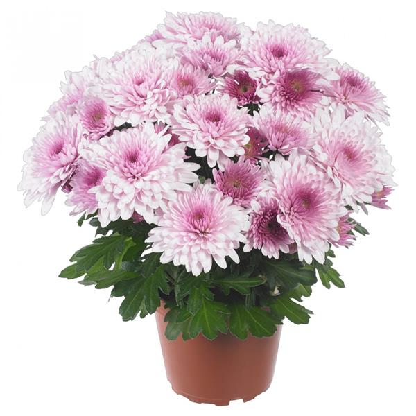 Хризантема черенок Chrystal Blush (бело-розовая)