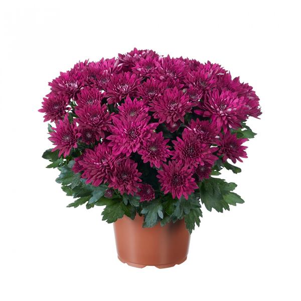 Хризантема черенок Chrystal Aubergine (фиолетовая)