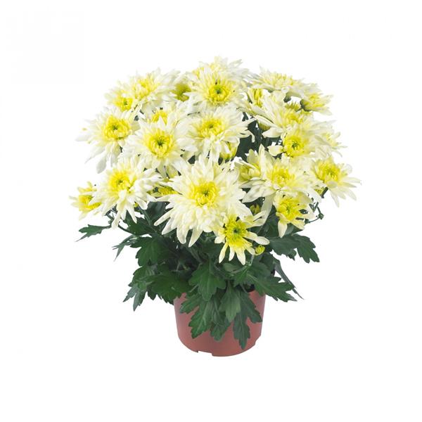 Хризантема черенок Chrystal Lemon (бело-зеленая)