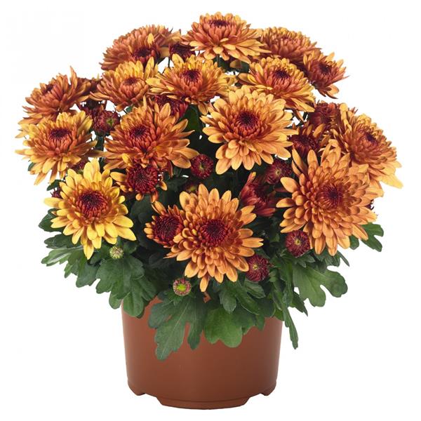 Хризантема черенок Chrystal Bronze (бронзовая)