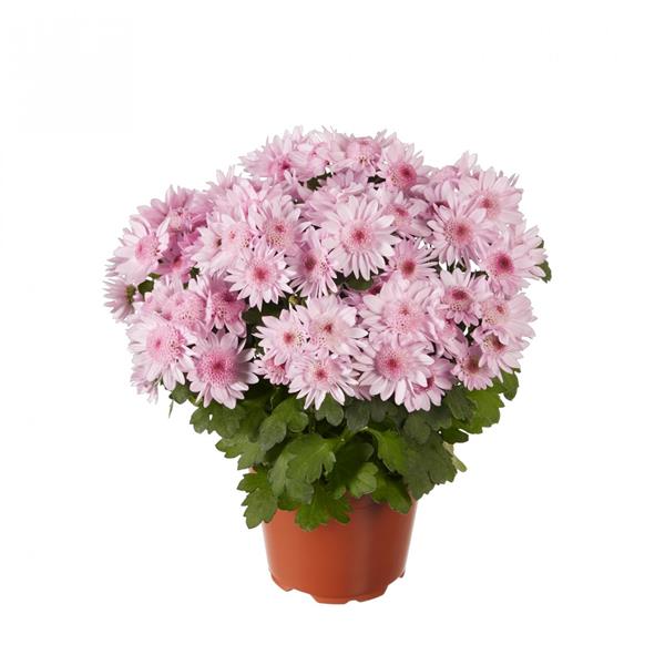 Хризантема саджанець Splash Sweet Dark (рожева)